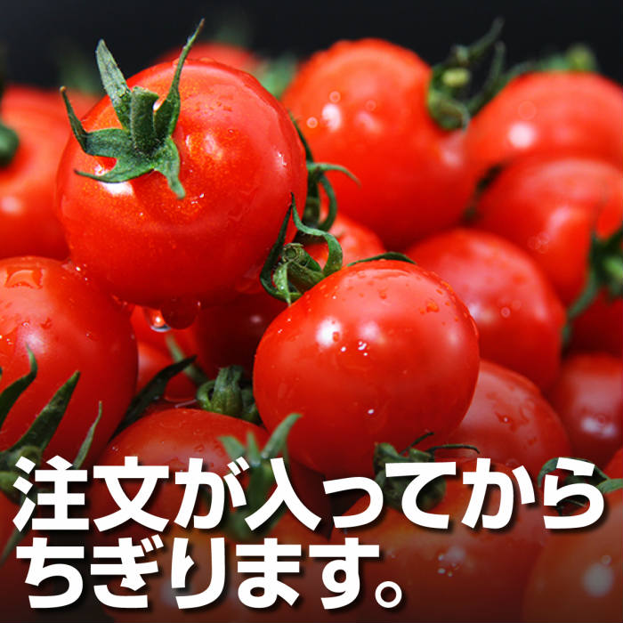 【ふるさと納税】 【特別栽培農産物】ミニトマト ソムリエミニトマト ・ プラチナ ( 3kg ) | 熊本 玉名 トマト ミニトマト とまと 生産者直送 産地直送 送料無料 - 画像2