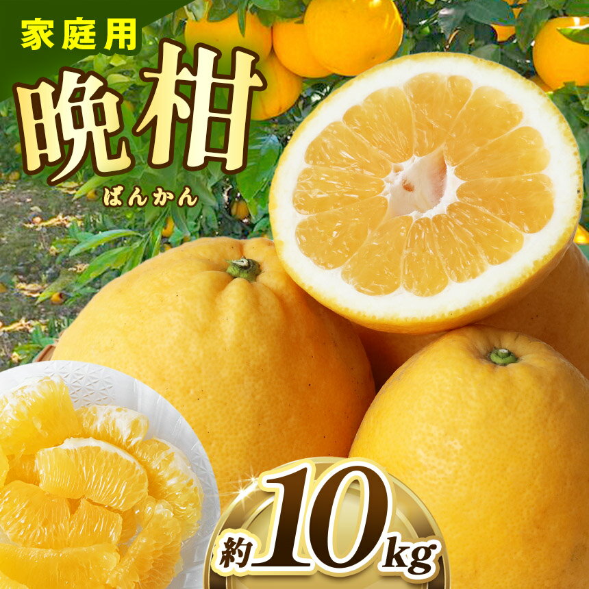 熊本県産 家庭用 晩柑 約10kg ｜ 果物 くだもの フルーツ 柑橘 柑橘類 みかん ミカン 晩柑 和製グレープフルーツ 熊本県 玉名市
