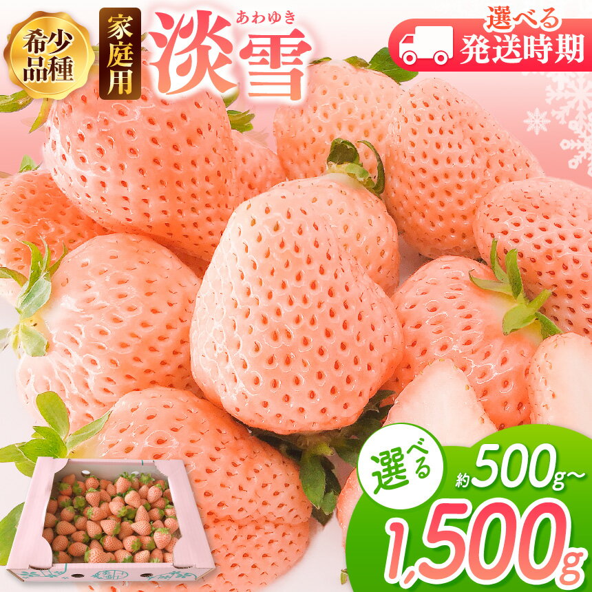 【 先行予約 】 ご家庭用 淡雪 選べる 約500g or 約1000g or 約1500g 12月以降 or 2月以降発送 | 訳あり 果物 フルーツ いちご 白いちご 淡雪 簡易包装 熊本 玉名 送料無料