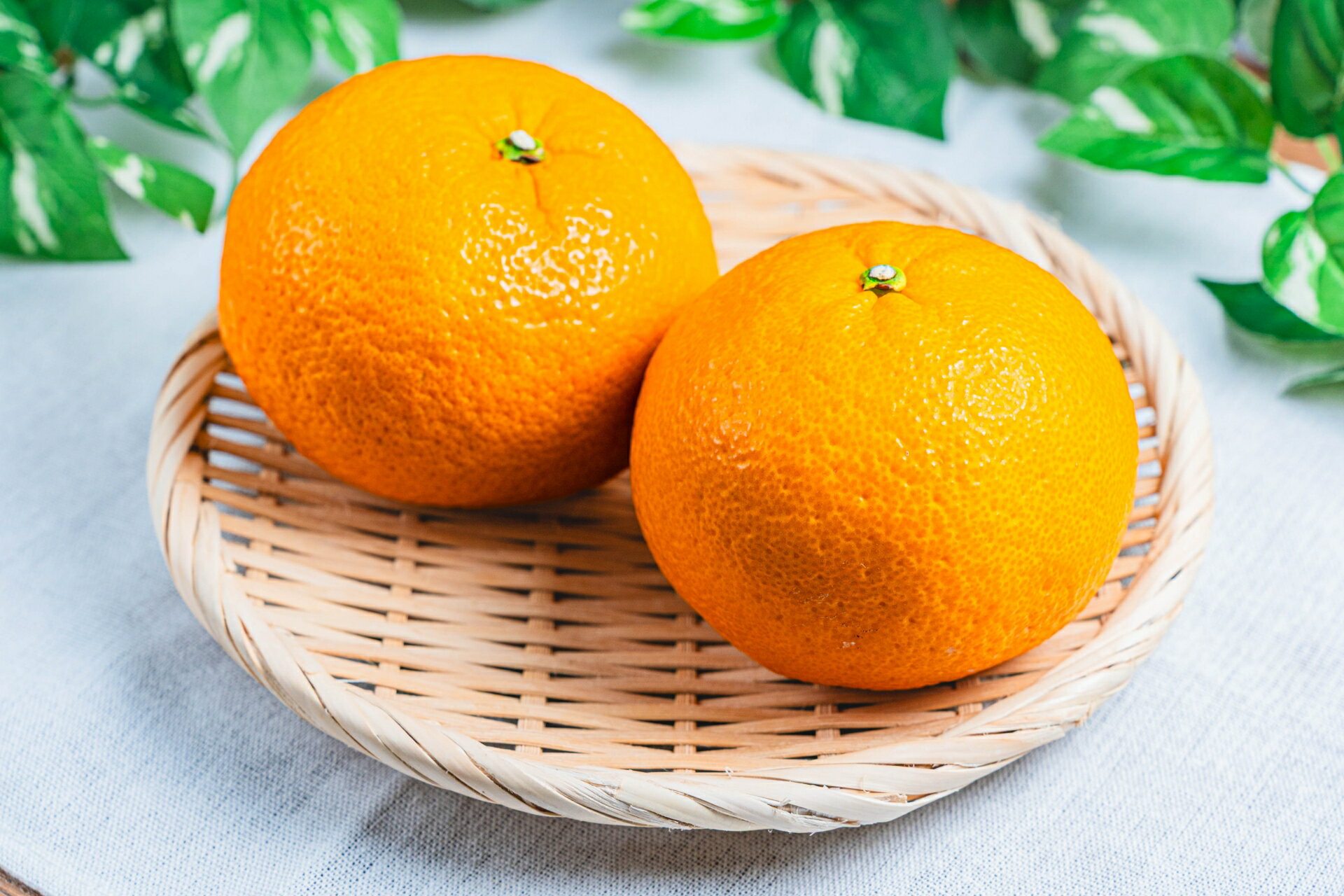 【ふるさと納税】【選べる内容量】訳あり 紅甘夏 約 3～8kg | 柑橘 みかん フルーツ 家庭用 甘夏 あまなつ 熊本県 玉名市 3キロ 5キロ 8キロ 送料無料 サムネイル2