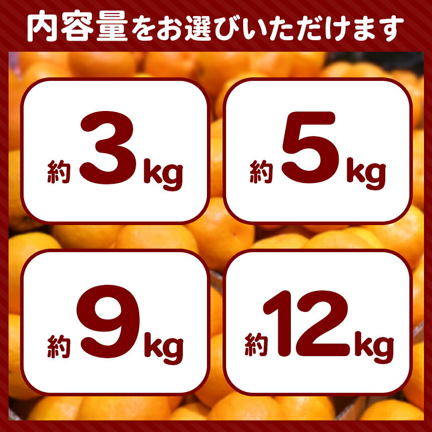 【ふるさと納税】 訳あり みかん 3kg 5kg 9kg 12kg 温州みかん 果物 フルーツ 大容量 家庭用 キズあり 大小混合 産地直送 生産者直送 旬 九州 熊本県 玉名市 送料無料 サムネイル2