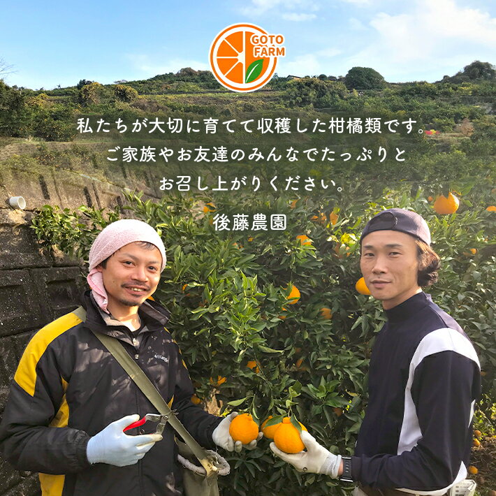 【ふるさと納税】訳あり 柑橘 定期便 3回 みかん9kg 不知火5kg 河内晩柑7kg | 玉名 熊本 生産者直送 みかん 産地直送 家庭用 大小混合 キズあり 熊本県 玉名市 送料無料 サムネイル2