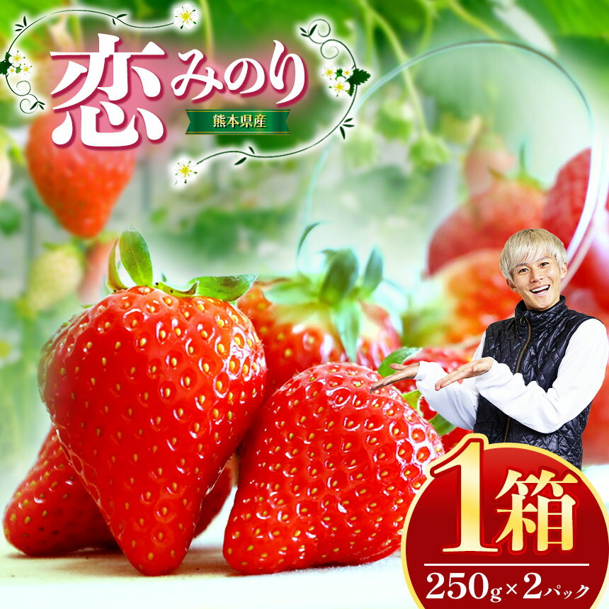 熊本県産 イチゴ 「 恋みのり 」 1箱（250g入り×2パック） | フルーツ 果物 くだもの いちご 苺 500g 熊本県 玉名市 送料無料 産地直送
