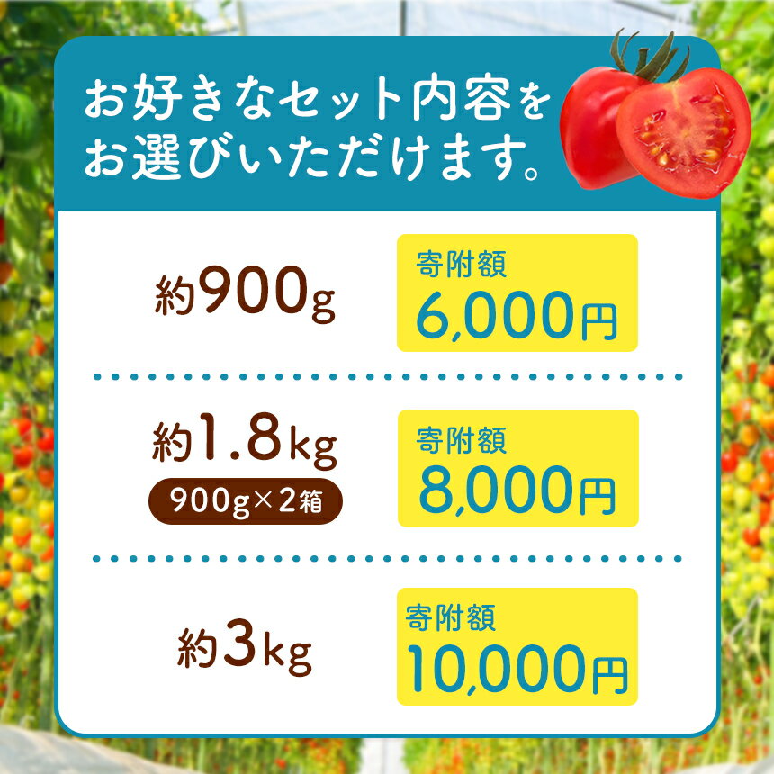 【ふるさと納税】 ミニトマト トマトベリー 約 900g ・ 1.8kg ・ 3kg 生産量 日本一 玉名市 | 希少 プチトマト 熊本 玉名 サムネイル2