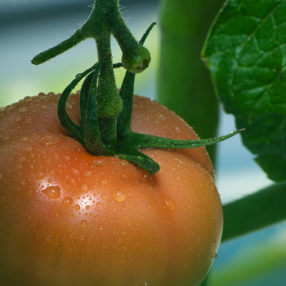 【ふるさと納税】選べる 田添農園 大玉トマト 約 1kg / 2kg / 3kg | 野菜 やさい 大玉 トマト とまと 1キロ 2キロ 3キロ 産地直送 熊本県 玉名市 - 画像3