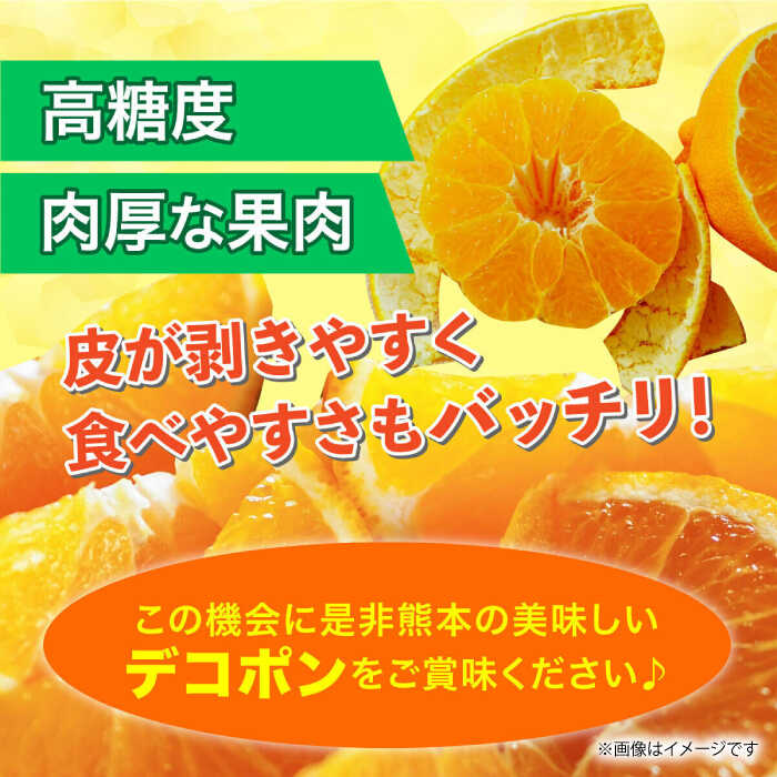 【ふるさと納税】【先行予約】デコポン 約2kg 6玉〜8玉 【くまふる】[ZBG060] サムネイル2