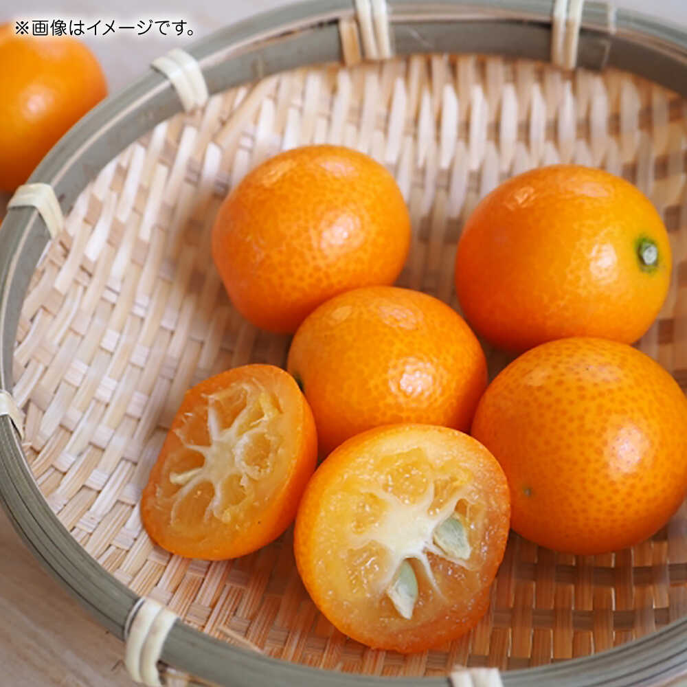 【ふるさと納税】【先行予約】完熟 キンカン 約1kg 【くまふる】[ZBG079] サムネイル2