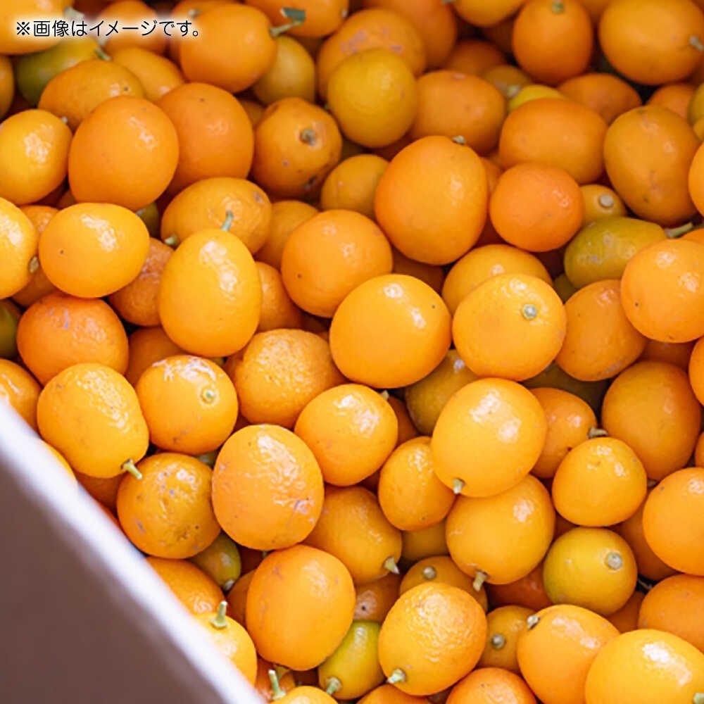 【ふるさと納税】【先行予約】完熟 キンカン 約1kg 【くまふる】[ZBG079] サムネイル3
