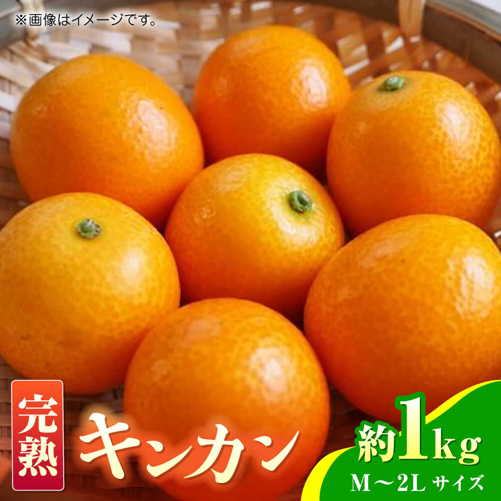 【先行予約】完熟 キンカン 約1kg 【くまふる】[ZBG079]