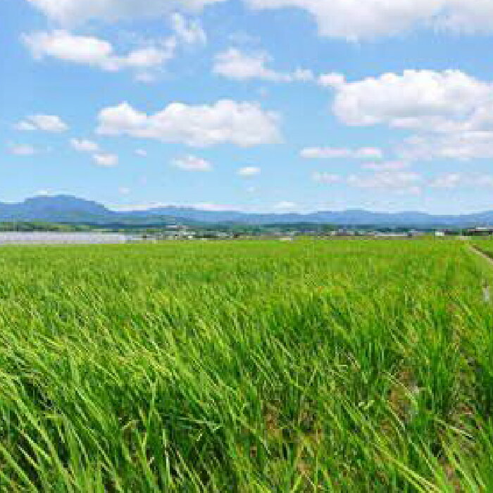 【ふるさと納税】〈令和7年度産米〉【数量限定】菊鹿の米 ヒノヒカリ 白米 5kg×2袋【有限会社 あそしな米穀】[ZBI005] 米 こめ コメ お米 はくまい 5kg 2袋 10kg ヒノヒカリ ひのひかり 熊本 令和7年 - 画像2