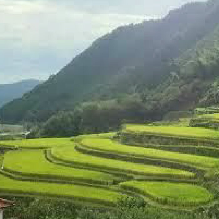 【ふるさと納税】〈令和7年度産米〉【数量限定】菊鹿の米 ヒノヒカリ 白米 5kg×2袋【有限会社 あそしな米穀】[ZBI005] 米 こめ コメ お米 はくまい 5kg 2袋 10kg ヒノヒカリ ひのひかり 熊本 令和7年 - 画像3