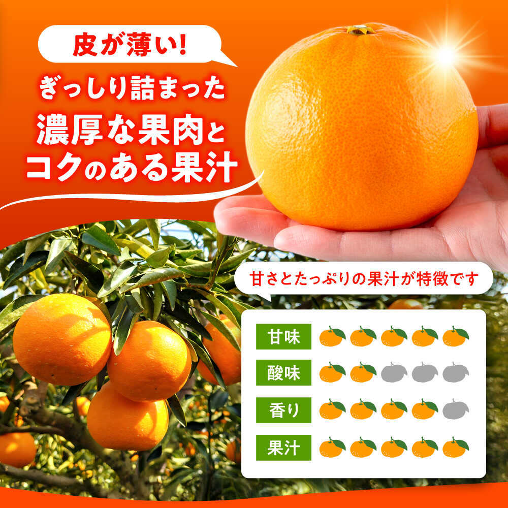 【ふるさと納税】【2026年2月下旬から発送】 みかん ミカン せとか 約2.5kg 果物 フルーツ 秀品 贈答用 化粧箱 ギフト 贈答 蜜柑 柑橘 かんきつ くだもの 旬 甘い 品種 小玉 大玉 3kg 5kg 10kg より少ない 2kg 以上 2.5kg ゼリー や みかんジュース にも【小春農園】[ZBN002] - 画像3