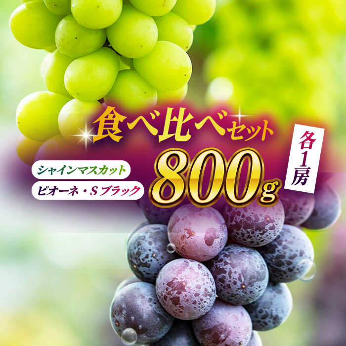 【2026年発送先行予約】食べ比べセット 800g（シャインマスカット & ピオーネ or Sブラック 各一房） ブドウ 葡萄 おすすめ 国産 熊本県 山鹿 果物 くだもの フルーツ 人気 ランキング 特産品 種類 産地 季節 評価 送料無料【合同会社 社方園】[ZBZ001]