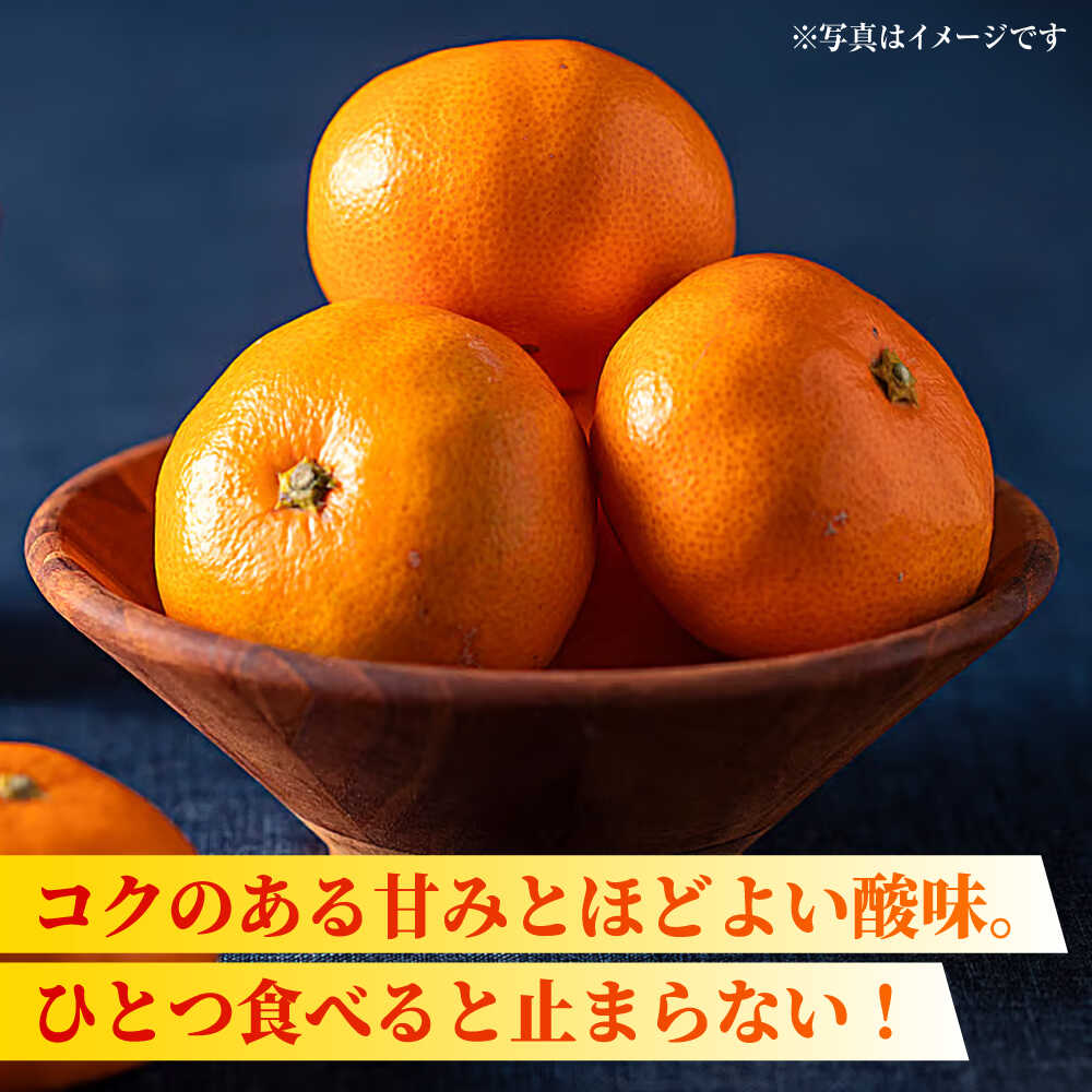 【ふるさと納税】【先行予約】完熟 青島 みかん 約5kg【合同会社 社方園】[ZBZ003] ミカン 蜜柑 温州 うんしゅう 産地 柑橘 かんきつ 果物 くだもの フルーツ 人気 ランキング 旬 季節 産地直送 国産 熊本県 山鹿 期間限定 レビュー 口コミ 特産品 送料無料 サムネイル3