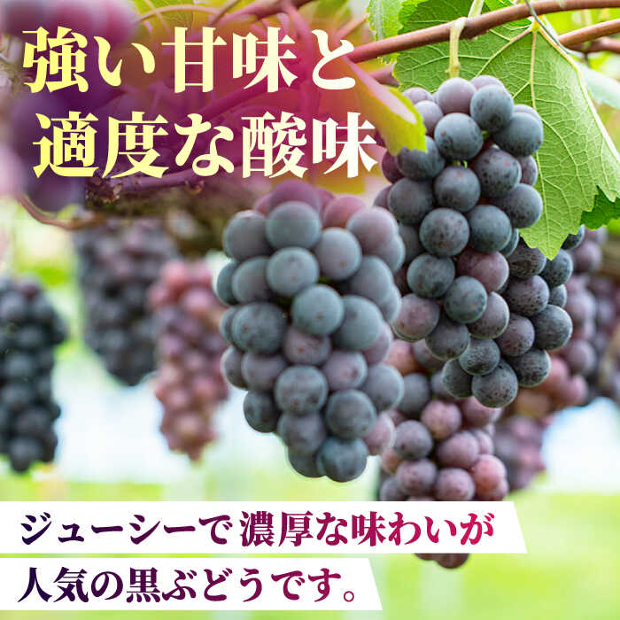 【ふるさと納税】【2026年発送先行予約】ぶどうの宝石 3色 食べ比べセット 計1.2kg（3房） ぶどう 葡萄 ブドウ シャインマスカット ピオーネ Sブラック クイーンニーナ 果物 くだもの フルーツ マスカット 国産 九州産 熊本産 山鹿市 送料無料【合同会社 社方園】[ZBZ004] サムネイル3