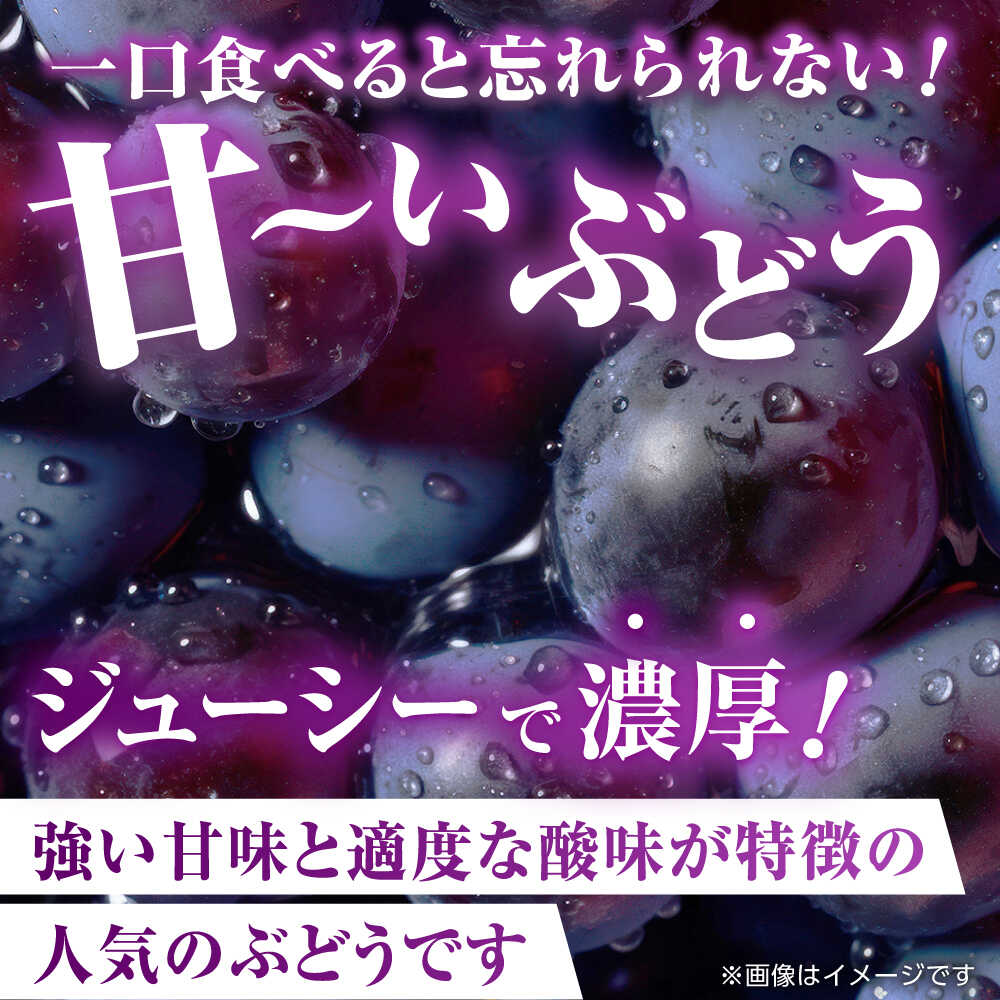 【ふるさと納税】【先行予約】 訳あり ピオーネ ぶどう 切り落とし 約1kg ブドウ 葡萄 おすすめ 国産 熊本県 山鹿 果物 くだもの フルーツ 人気 ランキング ブランド キャンペーン 特産品 種類 産地 九州 食品 季節 評価 レビュー 送料無料 【合同会社 社方園】[ZBZ007] サムネイル2