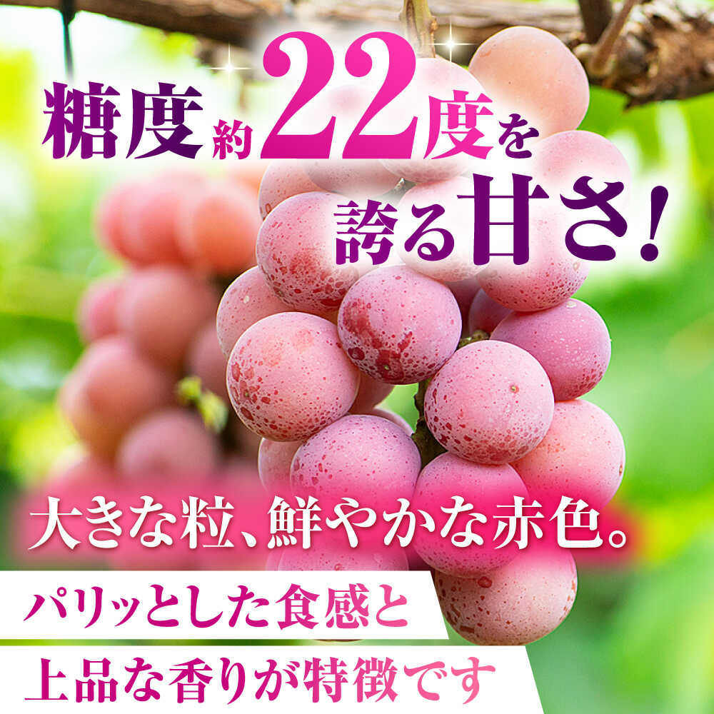 【ふるさと納税】【2026年発送先行予約】訳あり クイーンニーナ ぶどう 切り落とし 約1kg ブドウ 葡萄 おすすめ 国産 熊本県 山鹿 果物 くだもの フルーツ 人気 ランキング ブランド キャンペーン 特産品 九州 食品 季節 評価 口コミ 送料無料【合同会社 社方園】[ZBZ008] サムネイル2