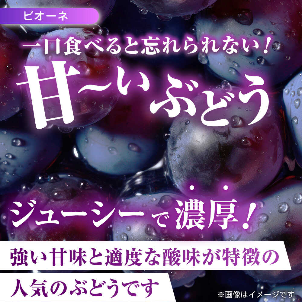 【ふるさと納税】【先行予約】 訳あり ぶどう3種 食べ比べ 切り落とし 計約1kg 【合同会社 社方園】[ZBZ009] ブドウ 葡萄 おすすめ 国産 熊本県 山鹿 果物 くだもの フルーツ 人気 ランキング ブランド キャンペーン 特産品 種類 産地 九州 食品 季節 評価 口コミ 送料無料 サムネイル2