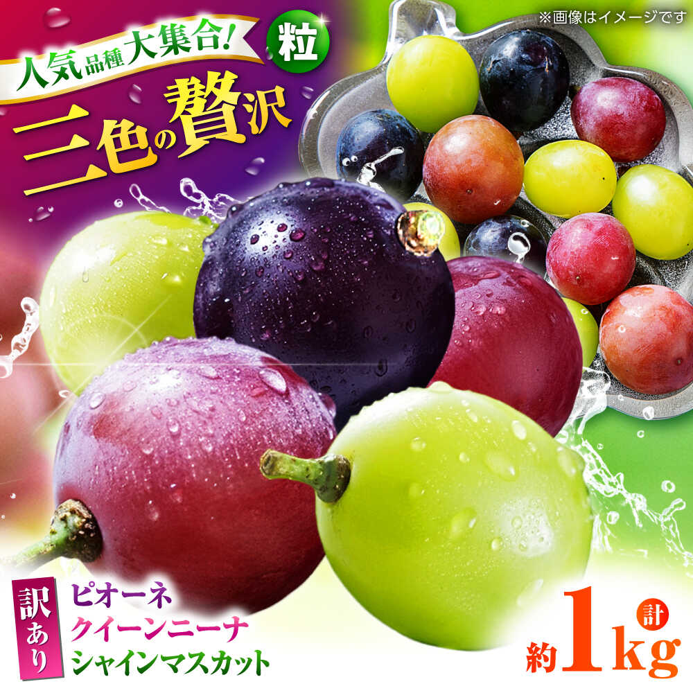 【先行予約】 訳あり ぶどう3種 食べ比べ 切り落とし 計約1kg 【合同会社 社方園】[ZBZ009] ブドウ 葡萄 おすすめ 国産 熊本県 山鹿 果物 くだもの フルーツ 人気 ランキング ブランド キャンペーン 特産品 種類 産地 九州 食品 季節 評価 口コミ 送料無料