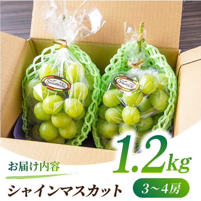 【ふるさと納税】【2026年発送先行予約】シャインマスカット 1.2kg(3〜4房)【合同会社 社方園】[ZBZ012] ブドウ 葡萄 おすすめ 国産 熊本県 山鹿 果物 くだもの フルーツ 人気 ランキング ブランド 特産品 産地 甘い 果汁 九州 季節 旬 評価 口コミ 送料無料 サムネイル3