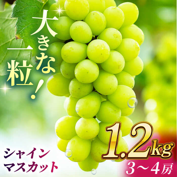 【2026年発送先行予約】シャインマスカット 1.2kg(3〜4房)【合同会社 社方園】[ZBZ012] ブドウ 葡萄 おすすめ 国産 熊本県 山鹿 果物 くだもの フルーツ 人気 ランキング ブランド 特産品 産地 甘い 果汁 九州 季節 旬 評価 口コミ 送料無料