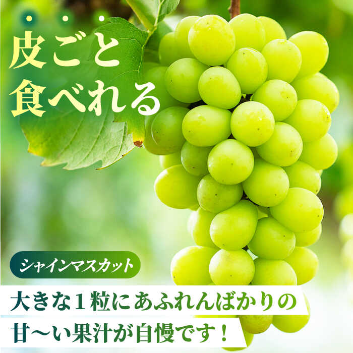 【ふるさと納税】【2026年発送先行予約】【訳あり】食べ比べセット 約750g（シャインマスカット 1房 & クイーンニーナ 切り落とし 約300g）【合同会社 社方園】[ZBZ024] ブドウ 葡萄 おすすめ 国産 熊本県 山鹿 果物 フルーツ 人気 ランキング 甘い 果汁 口コミ 送料無料 サムネイル3