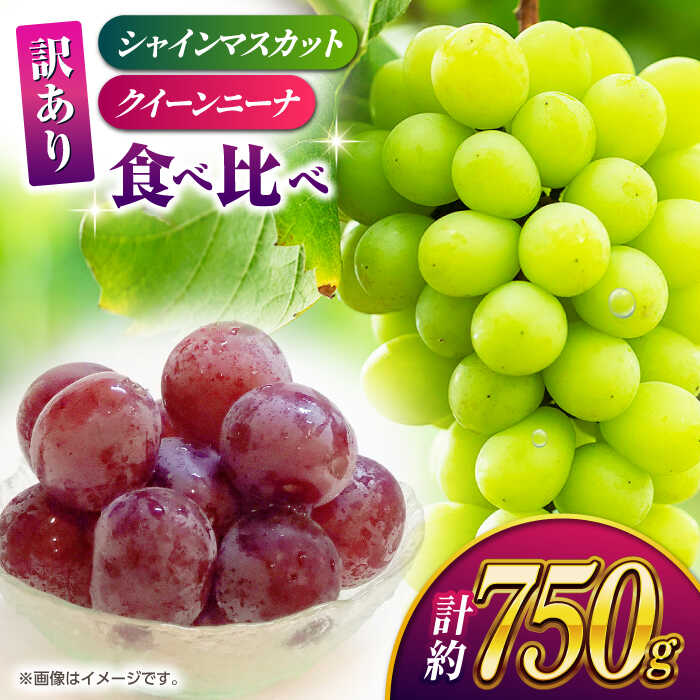 【2026年発送先行予約】【訳あり】食べ比べセット 約750g（シャインマスカット 1房 & クイーンニーナ 切り落とし 約300g）【合同会社 社方園】[ZBZ024] ブドウ 葡萄 おすすめ 国産 熊本県 山鹿 果物 フルーツ 人気 ランキング 甘い 果汁 口コミ 送料無料