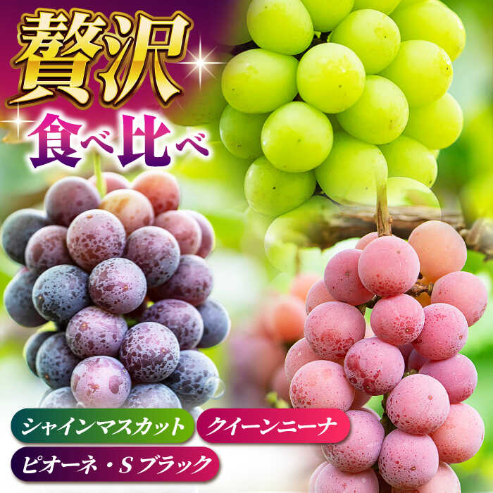 【ふるさと納税】【2026年発送先行予約】【3回定期便】ぶどうの宝石 3色 定期便 約400g×2房【合同会社 社方園】[ZBZ026] ブドウ 葡萄 おすすめ 国産 熊本県 山鹿 果物 くだもの フルーツ 人気 ランキング 特産品 種類 産地 季節 ブランド 地域 口コミ 事業者応援 送料無料 サムネイル2