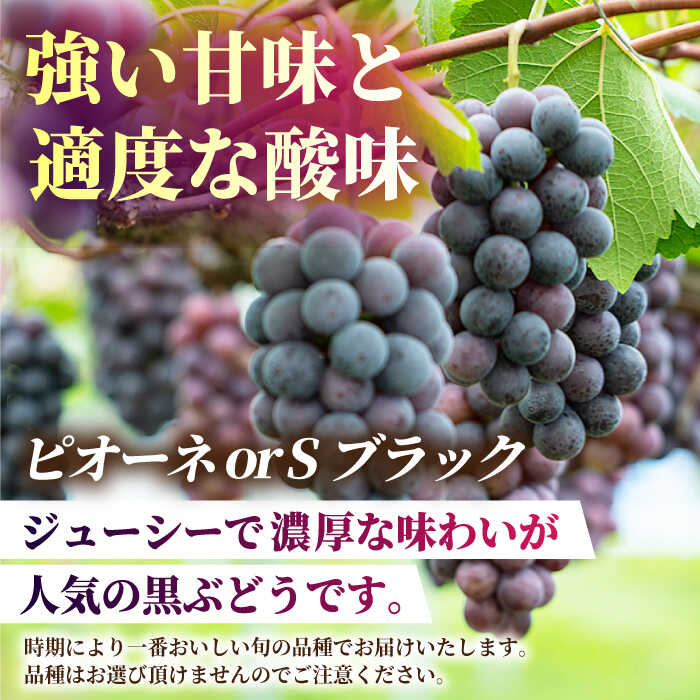 【ふるさと納税】【2026年発送先行予約】【3回定期便】ぶどうの宝石 3色 定期便 約400g×2房【合同会社 社方園】[ZBZ026] ブドウ 葡萄 おすすめ 国産 熊本県 山鹿 果物 くだもの フルーツ 人気 ランキング 特産品 種類 産地 季節 ブランド 地域 口コミ 事業者応援 送料無料 サムネイル3