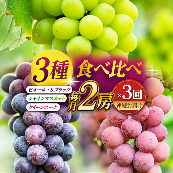 【2026年発送先行予約】【3回定期便】ぶどうの宝石 3色 定期便 約400g×2房【合同会社 社方園】[ZBZ026] ブドウ 葡萄 おすすめ 国産 熊本県 山鹿 果物 くだもの フルーツ 人気 ランキング 特産品 種類 産地 季節 ブランド 地域 口コミ 事業者応援 送料無料