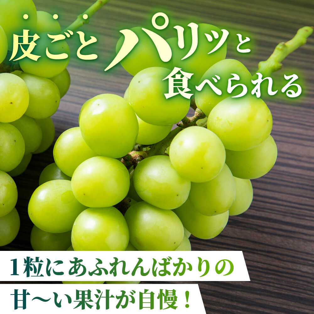 【ふるさと納税】【先行予約】【訳あり】容量選べる！シャインマスカット（約600g~2kg）【合同会社 社方園】[ZBZ027] ブドウ 葡萄 おすすめ 国産 熊本県 山鹿 果物 くだもの フルーツ 人気 ランキング ブランド 特産品 甘い 果汁 九州 送料無料 - 画像2