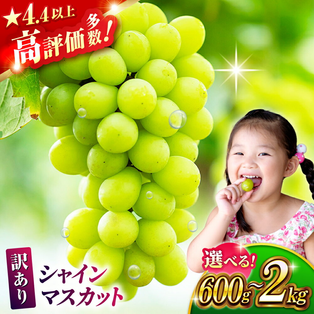 【先行予約】【訳あり】容量選べる！シャインマスカット（約600g~2kg）【合同会社 社方園】[ZBZ027] ブドウ 葡萄 おすすめ 国産 熊本県 山鹿 果物 くだもの フルーツ 人気 ランキング ブランド 特産品 甘い 果汁 九州 送料無料