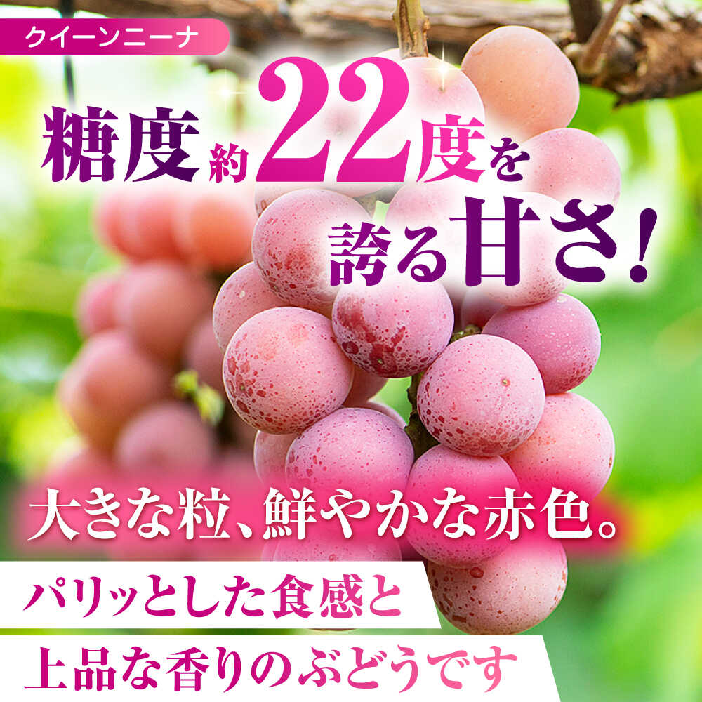 【ふるさと納税】【先行予約】 訳あり 紅白ぶどう2種（シャインマスカット＆クイーンニーナ）食べ比べ 切り落とし 計約1kg 【合同会社 社方園】[ZBZ041] サムネイル3