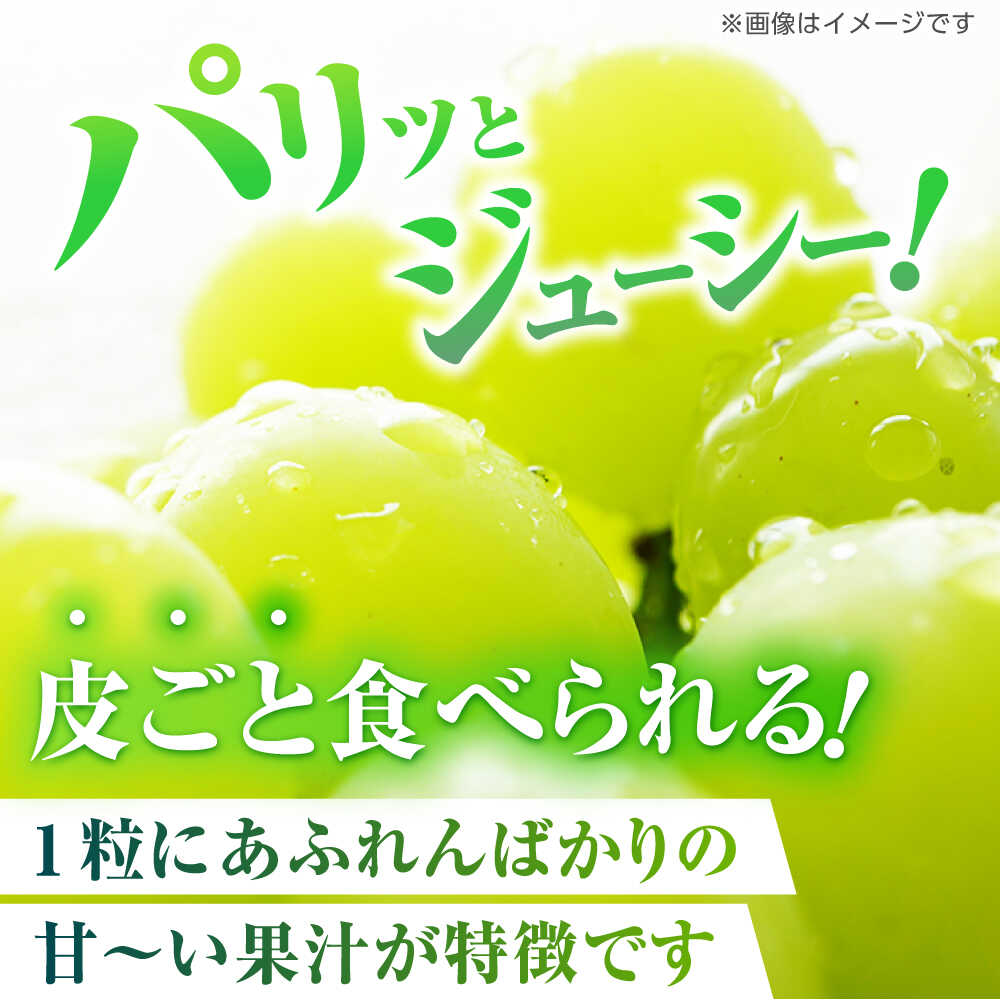 【ふるさと納税】【先行予約】【3回定期便】　訳あり シャインマスカット 切り落とし 約700g 【合同会社 社方園】[ZBZ046] サムネイル2