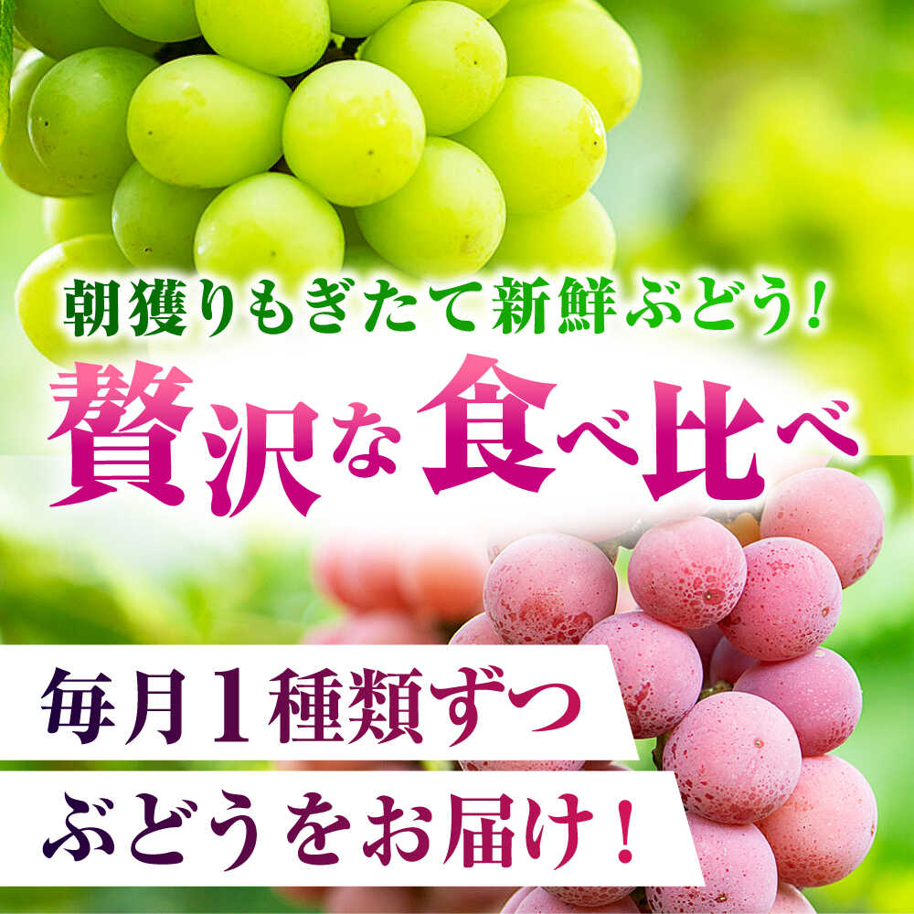 【ふるさと納税】【先行予約】【3回定期便】 訳あり 毎月1種類ずつお届け！ 紅白ぶどう2種 食べ比べ 切り落とし 約1kg 【合同会社 社方園】[ZBZ051] サムネイル2