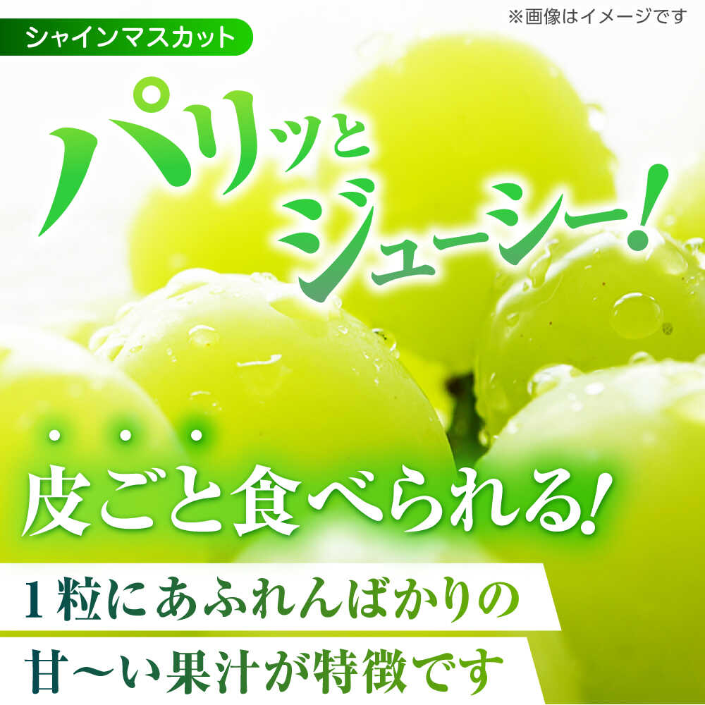 【ふるさと納税】【先行予約】【3回定期便】 訳あり 毎月1種類ずつお届け！ 紅白ぶどう2種 食べ比べ 切り落とし 約1kg 【合同会社 社方園】[ZBZ051] サムネイル3