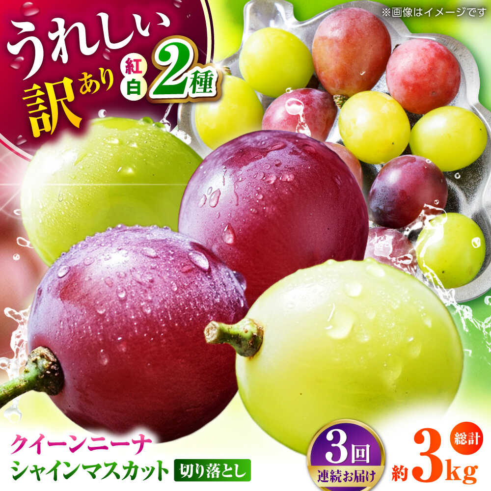 【先行予約】【3回定期便】 訳あり 毎月1種類ずつお届け！ 紅白ぶどう2種 食べ比べ 切り落とし 約1kg 【合同会社 社方園】[ZBZ051]