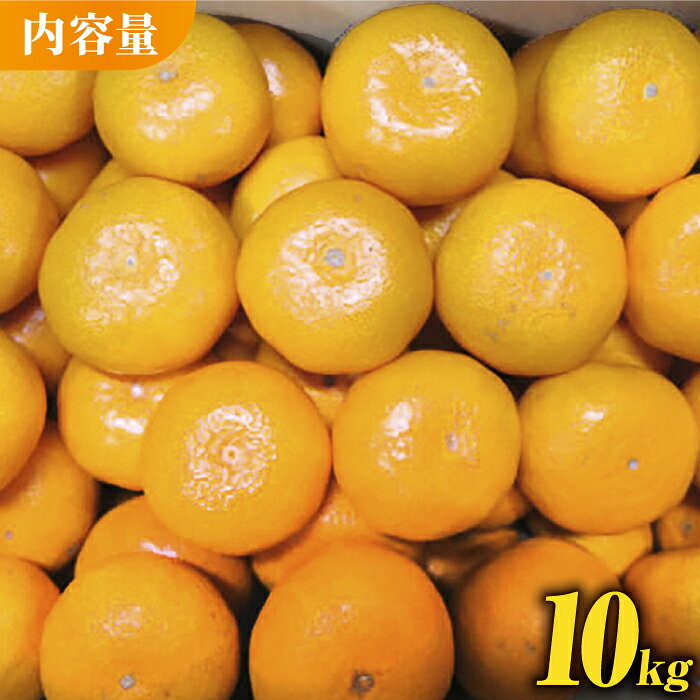 【ふるさと納税】みかん 約10kg【かきやま果実】[ZCJ005] 熊本みかん みかん 厳選 お届け 贈答品 産地直送 国産 熊本 山鹿市 サムネイル2