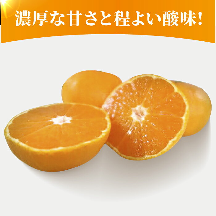 【ふるさと納税】みかん 約10kg【かきやま果実】[ZCJ005] 熊本みかん みかん 厳選 お届け 贈答品 産地直送 国産 熊本 山鹿市 サムネイル3