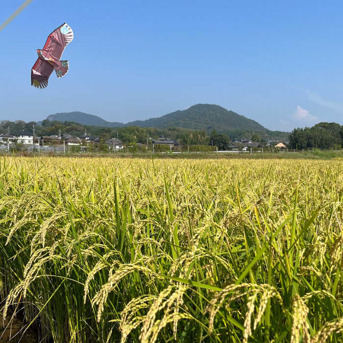 【ふるさと納税】【天日塩を使用】一鹿米 ヒノヒカリ 白米 5kg【株式会社 夢アグリ】[ZCL003] - 画像3