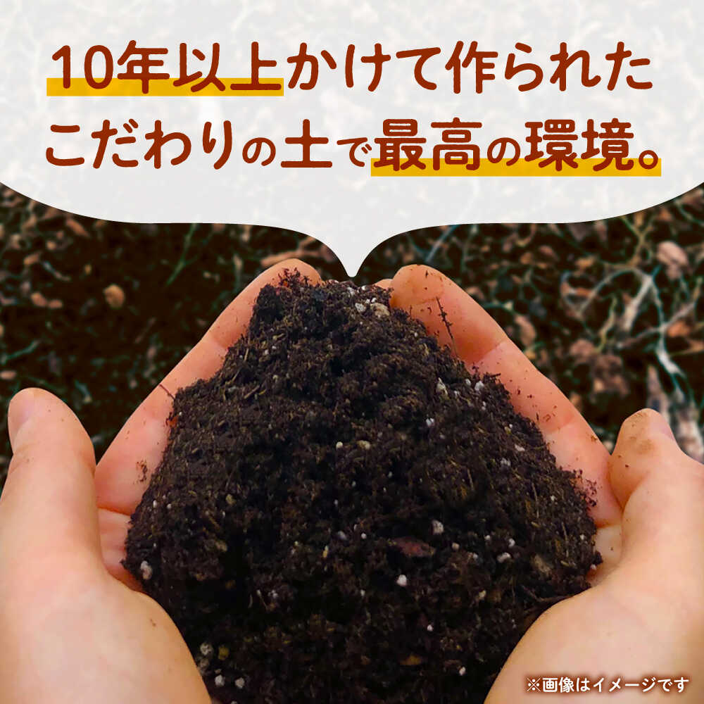 【ふるさと納税】【先行予約】にんじん 約3kg 天日塩＆発酵土壌で作ったこだわりの人参 【株式会社 夢アグリ】[ZCL018] - 画像3