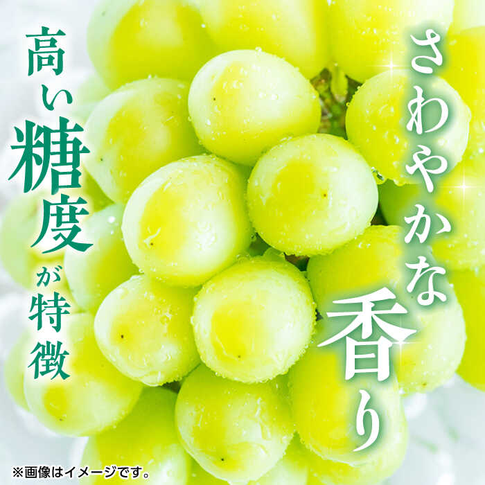 【ふるさと納税】【先行予約】シャインマスカット 約1.2kg 2〜3房 ぶどう 種なし 旬 おすすめ ジューシー 食感 皮ごと まるごと 食べられる 新鮮 高糖度 美しい 甘い おいしい レビュー 評価 高評価 人気 ランキング 国産 山鹿市【合同会社 福福堂】[ZCN006] - 画像2