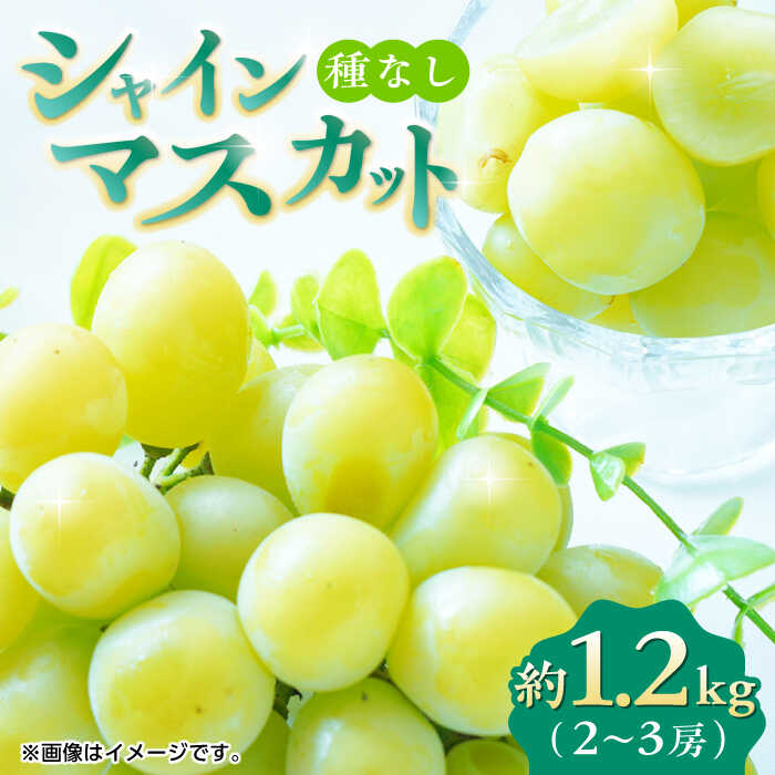 【先行予約】シャインマスカット 約1.2kg 2〜3房 ぶどう 種なし 旬 おすすめ ジューシー 食感 皮ごと まるごと 食べられる 新鮮 高糖度 美しい 甘い おいしい レビュー 評価 高評価 人気 ランキング 国産 山鹿市【合同会社 福福堂】[ZCN006]