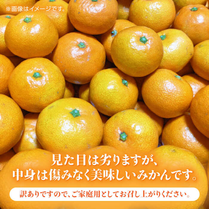 【ふるさと納税】【先行予約】【訳あり】家庭用 温州 みかん 約4.5kg〜5kg【合同会社 福福堂】[ZCN014] くだもの 季節物 季節 新鮮 産地直送 蜜柑 うんしゅう ウンシュウ 産地 柑橘 かんきつ カンキツ 熊本県産 くまもと 山鹿 おすすめ 人気 甘味 フレッシュ サムネイル3