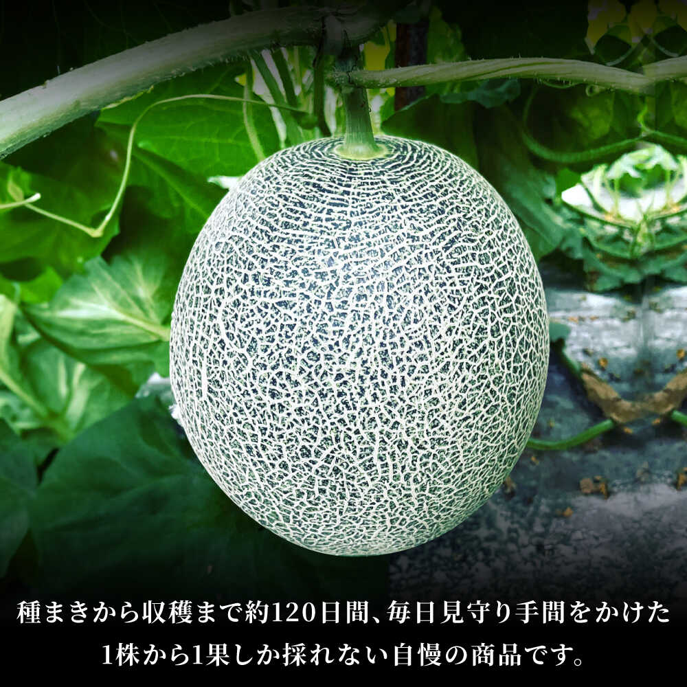 【ふるさと納税】【先行予約】 肥後グリーン メロン 約4kg（2玉） 【とみおか農園】[ZEM006] サムネイル3