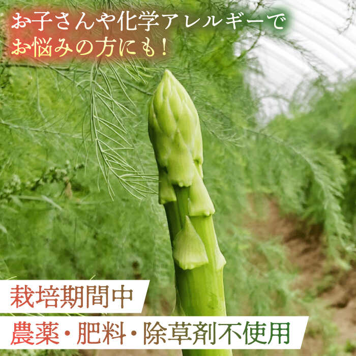 【ふるさと納税】【2026年】5～9月配送 極上あまうま 夏芽 アスパラガス M～L 1kg （40～50本）【Nature-falo】[ZEQ002] - 画像2