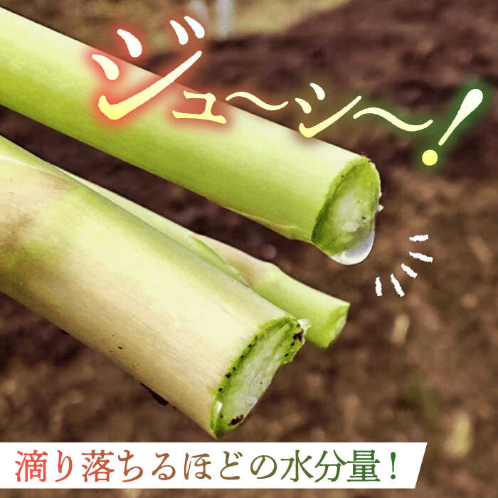 【ふるさと納税】【2026年】5～9月配送 極上あまうま 夏芽 アスパラガス M～L 1kg （40～50本）【Nature-falo】[ZEQ002] - 画像3