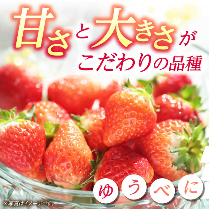 【ふるさと納税】大粒いちご L〜2L ゆうべに 2kg（8pc）【熊本ベリー】[ZER002] イチゴ 苺 ストロベリー 旬 評判 レビュー 完熟 フレッシュ 国産 熊本県産 山鹿 果物 くだもの フルーツ 人気 小分け 季節 産地直送 特産 ブランド おすすめ 期間限定 送料無料 サムネイル3
