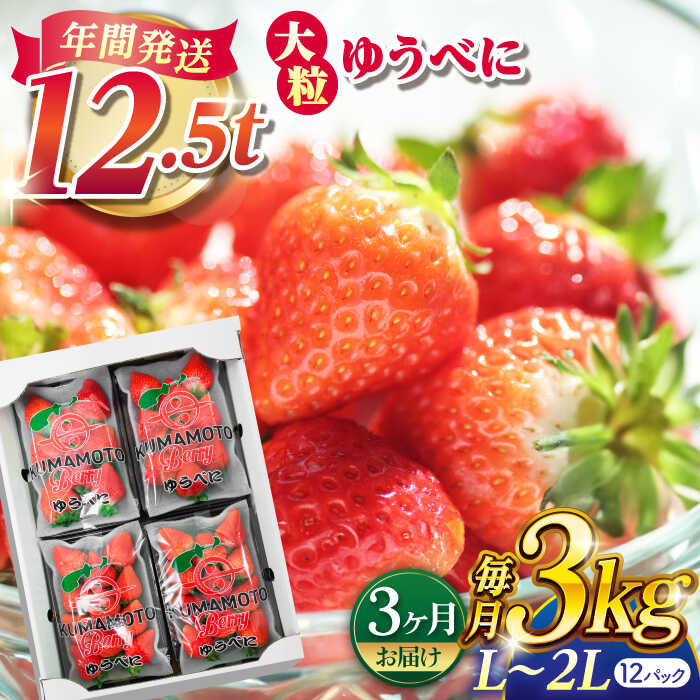 【先行予約】【3回定期便】大粒いちご L〜2L ゆうべに 3kg（12pc）【熊本ベリー】[ZER006] イチゴ 苺 ストロベリー 旬 評判 レビュー 完熟 フレッシュ 国産 熊本県産 山鹿 果物 くだもの フルーツ 人気 産地直送 特産 ブランド おすすめ 期間限定 送料無料