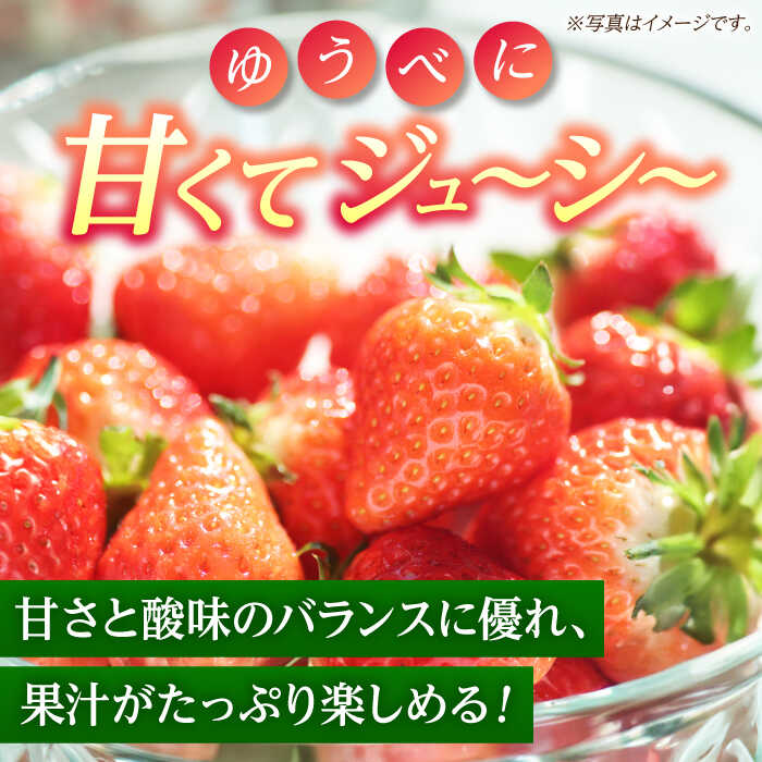 【ふるさと納税】【先行予約】【3回定期便】いちご Mサイズ ゆうべに 1kg（4pc）【熊本ベリー】[ZER010] イチゴ 苺 ストロベリー ギフト 産地 新鮮 評判 完熟フレッシュ 国産 熊本県産 果物 くだもの フルーツ 人気 セット 季節 産地直送 特産 おすすめ 期間限定 送料無料 サムネイル3